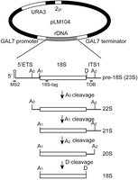 FIGURE 1.