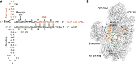 FIGURE 1.
