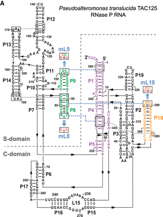 FIGURE 1.