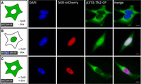 FIGURE 3.