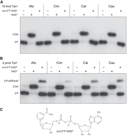 FIGURE 5.