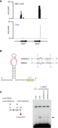 FIGURE 4.