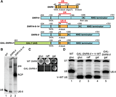FIGURE 1.