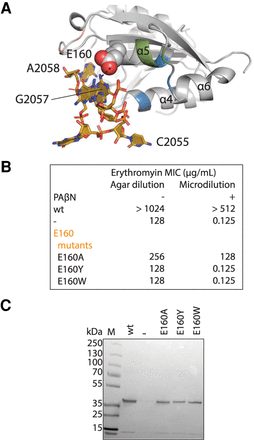 FIGURE 7.