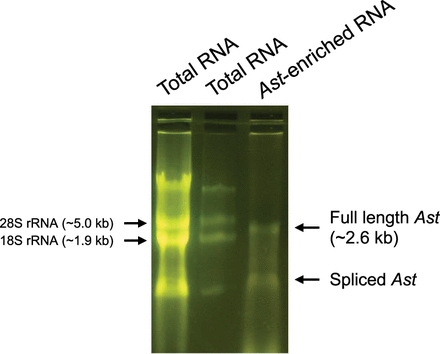 FIGURE 1.