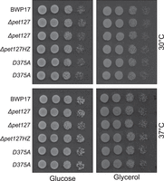 FIGURE 2.