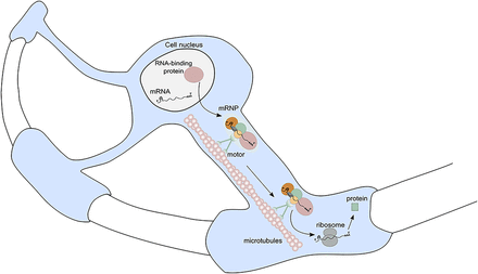 FIGURE 2.