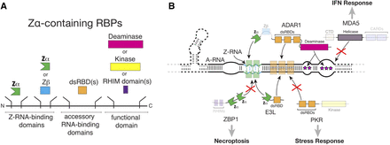 FIGURE 3.