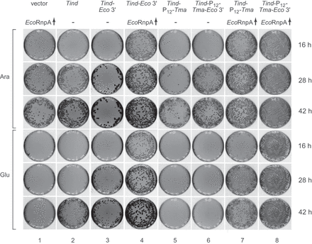 FIGURE 10.