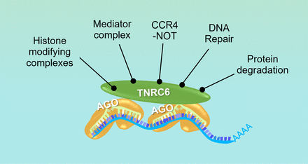 FIGURE 6.