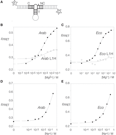 FIGURE 2.