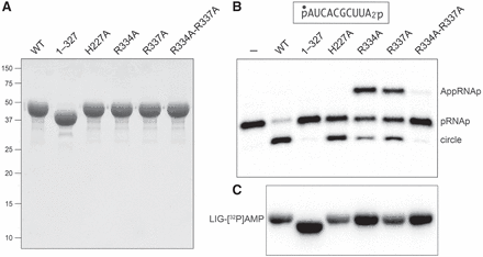 FIGURE 2.