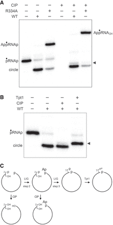 FIGURE 3.