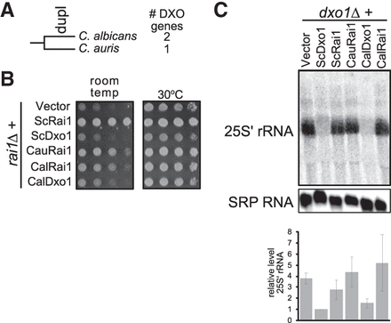 FIGURE 4.