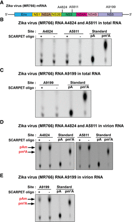 FIGURE 6.