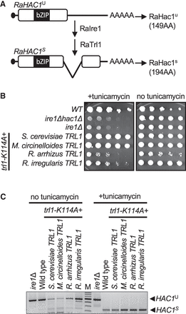 FIGURE 4.