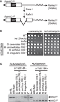 FIGURE 4.