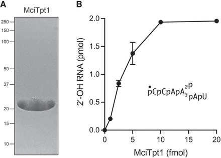 FIGURE 9.