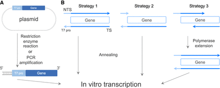 FIGURE 1.