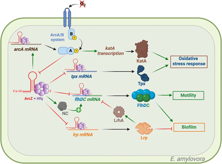 FIGURE 3.