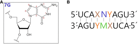 FIGURE 1.