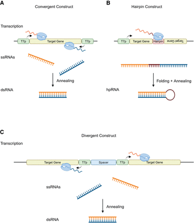FIGURE 1.