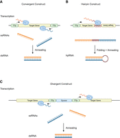 FIGURE 1.
