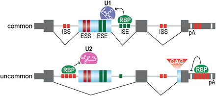 FIGURE 1.