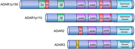 FIGURE 1.