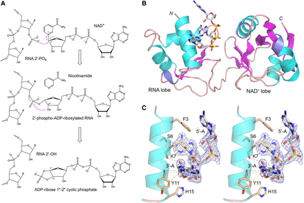 FIGURE 1.