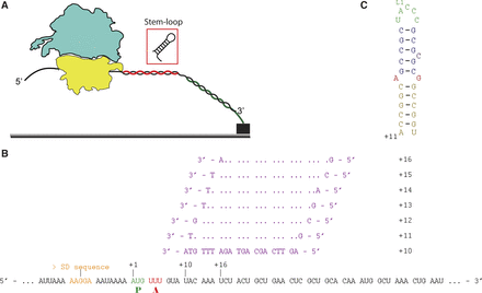 FIGURE 2.