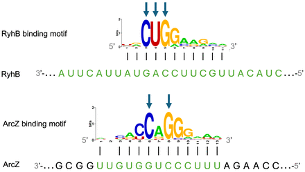 FIGURE 1.