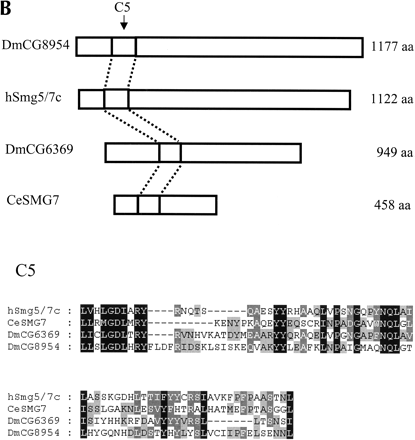 FIGURE 7.