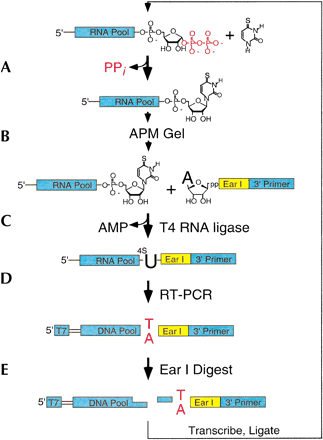 FIGURE 3.