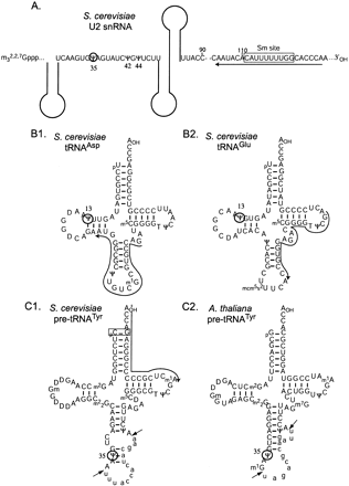 FIGURE 1.