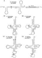 FIGURE 1.