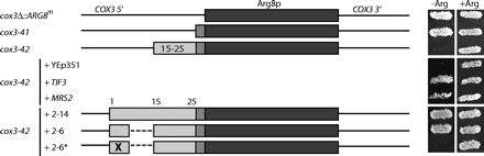 FIGURE 7.