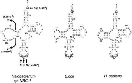 FIGURE 1.