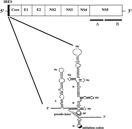 FIGURE 1.